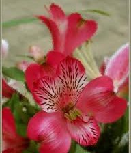 Схема вышивки «№251215»