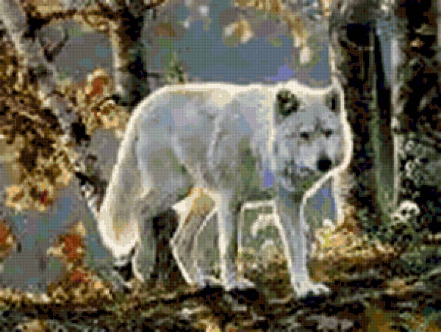 №251280 - животные, осень, волки - предпросмотр