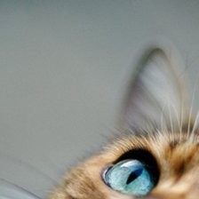 Схема вышивки «Котенок»