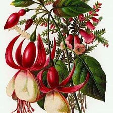 Схема вышивки «№251362»