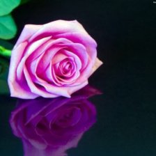 Схема вышивки «роза»