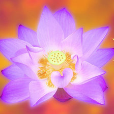 Схема вышивки «лотос фен-шуй»