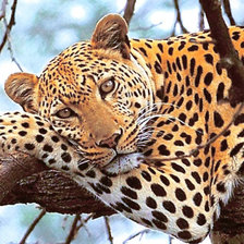 Схема вышивки «Variant 1»