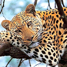 Схема вышивки «Variant 2»