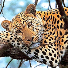 Схема вышивки «Variant 4»