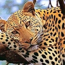 Схема вышивки «Variant 6»