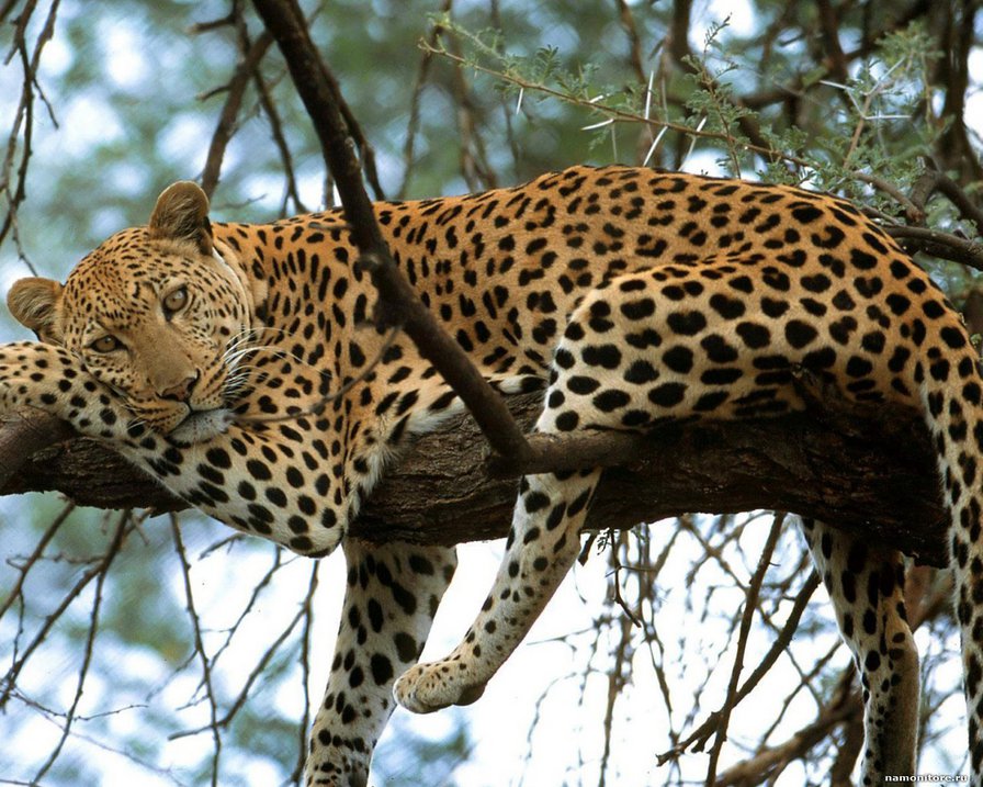 ishodnik - оригинал