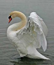 Схема вышивки «лебедь»