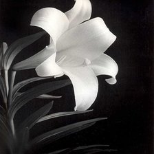 Схема вышивки «лилия»