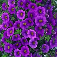 Схема вышивки «анютки»