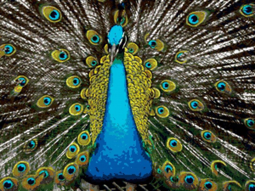 Павлин - павлин, птицы - предпросмотр