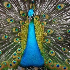 Схема вышивки «Павлин»