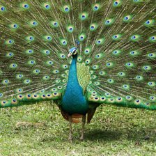 Схема вышивки «Павлин»