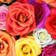 Схема вышивки «Розы»