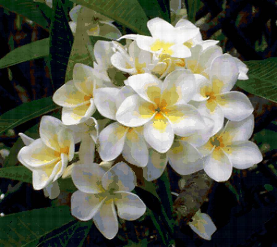 Плюмерия - цветы, цветок - предпросмотр