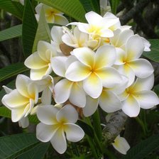 Схема вышивки «Плюмерия»