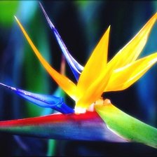 Схема вышивки «Стрелиция (Райская птица)»