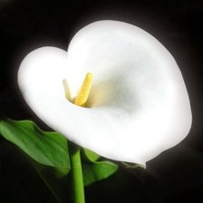 Схема вышивки «Калла»