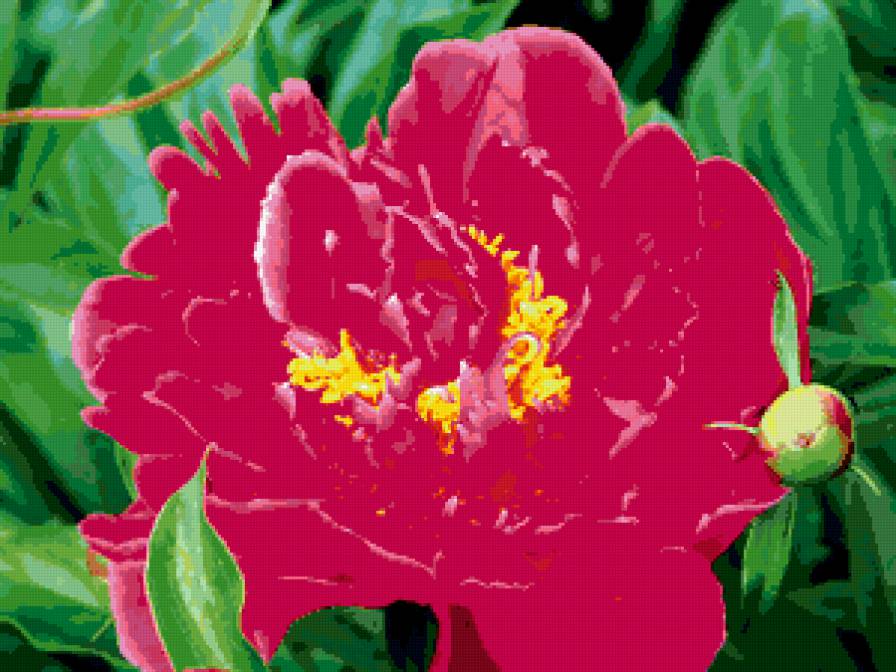 Пион - пион, цветы, цветок - предпросмотр