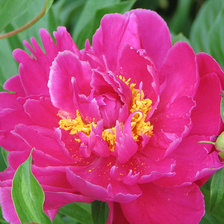 Схема вышивки «Пион»