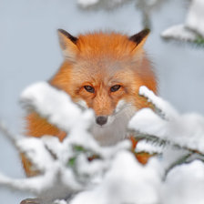 Схема вышивки «Рыжая плутовка»