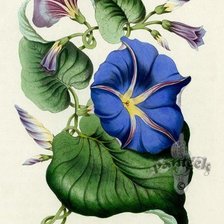 Схема вышивки «ВЬЮНОК»