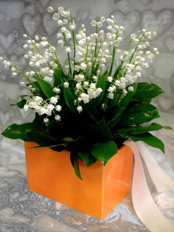 ландыши2 - ландыши, цветы - оригинал