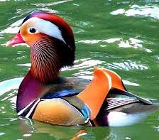 Схема вышивки «№252407»