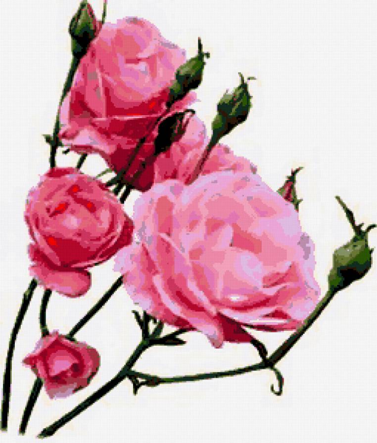 №252411 - розы, цветы - предпросмотр