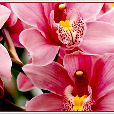 Схема вышивки «орхидея 4»