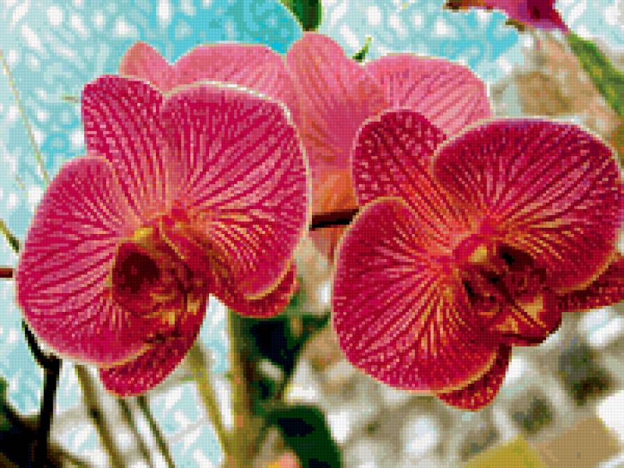 орхидея 7 - цветы - предпросмотр