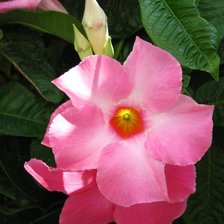 Схема вышивки «№252670»