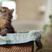 Схема вышивки «№252703»