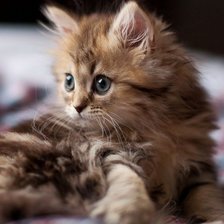 Схема вышивки «№252711»