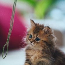 Схема вышивки «№252712»