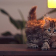 Схема вышивки «№252717»