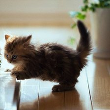 Схема вышивки «№252718»