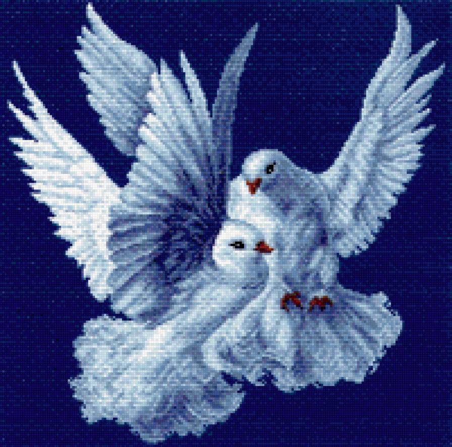 Голуби - птицы - предпросмотр