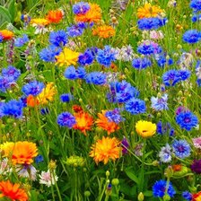 Схема вышивки «Цветы»