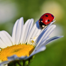 Схема вышивки «Божья коровка»