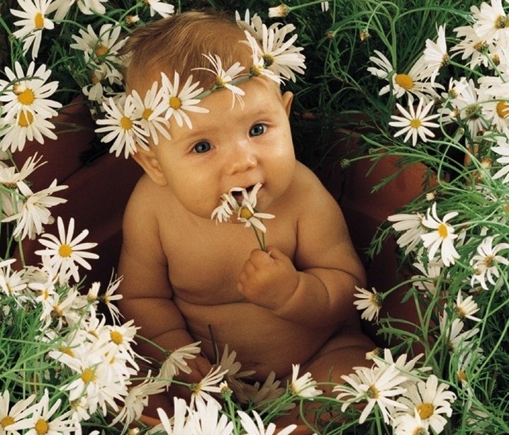 РОМАШКИ - оригинал