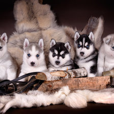 Схема вышивки «№253365»