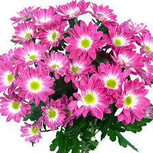 Схема вышивки «Очень красивые цветочки)»