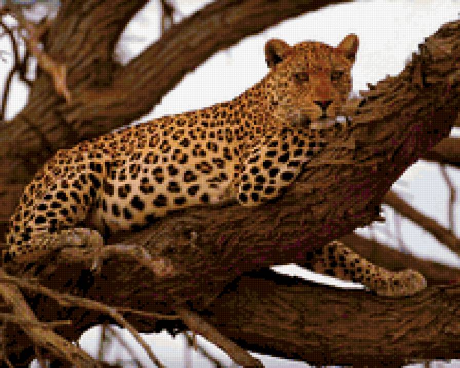 888 - предпросмотр