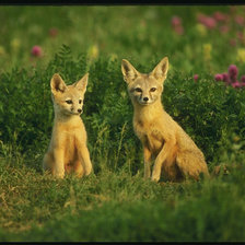 Схема вышивки «8888»