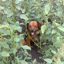 Схема вышивки «№253618»