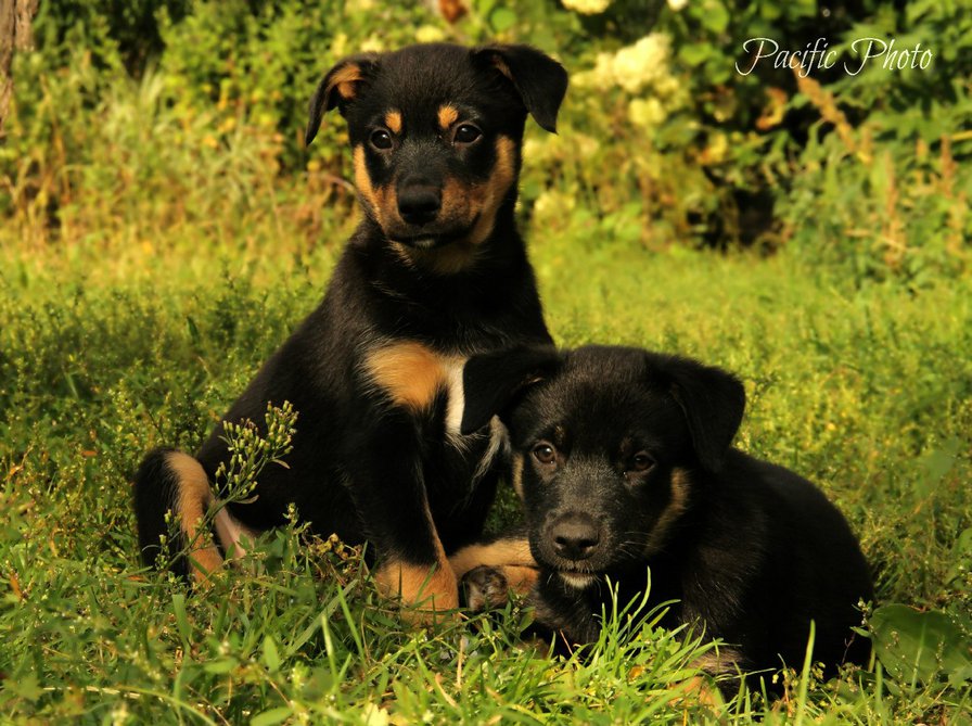 щенки - оригинал