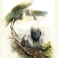 Схема вышивки «семья аистов»