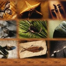 Схема вышивки «Знойная экзотика»