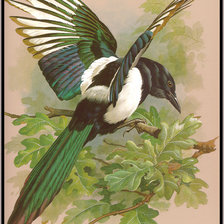 Схема вышивки «сорока-белобока»